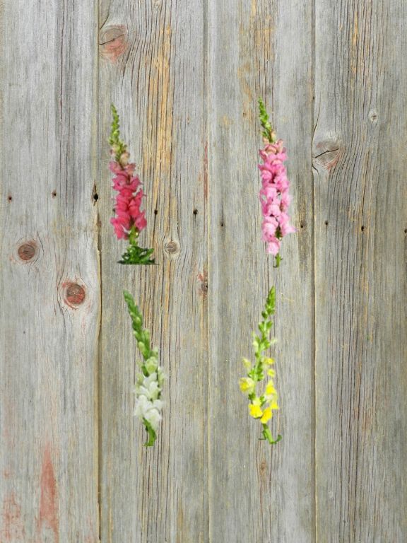 VALENTINES DAY ASSORTED COLOR SNAPDRAGONS